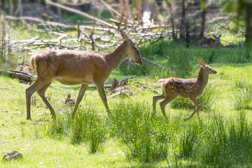 Hirschkalb