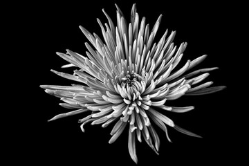 Black and White spider bloom chrysanthemum