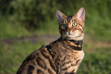 Bengal cat in the sun, sitting on a log. Rich colors, greenery and warmth. Close-up, portrait.