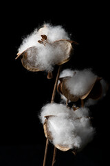 Fresh white cotton on branch