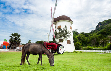  Horses grazing on a windmill farm natural scenery