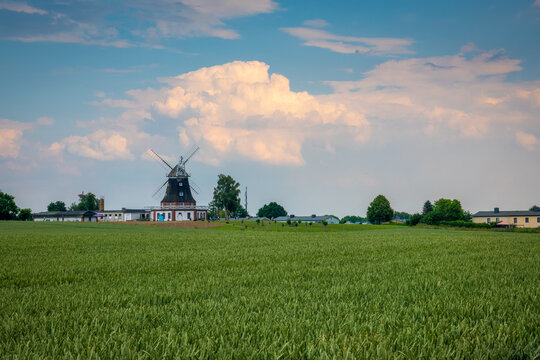 behind green cornfield is an old windmill and the sky is blue with white clouds