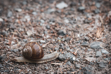  Roman snail crawls slowly over a sandy path