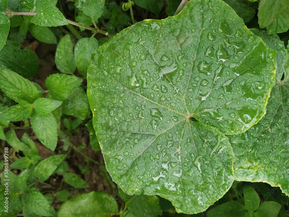 Wall mural green garden plant with drops of water on it. green nature background