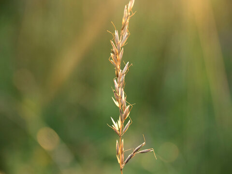 Bokeh żdżbło trawy trawa trawka pole 