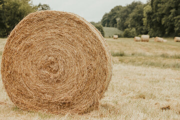 on  mowed meadow lie pressed round bales of hay © karegg