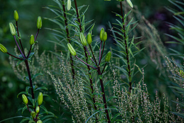 Lily flower buds and cereals in the evening garden after the rain.