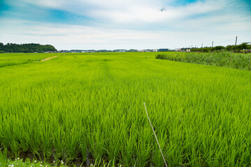 Fototapeta premium 日本の初夏の田園風景 千葉県多古町