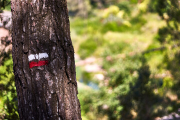 Tree with white and red marking of a long-distance trail