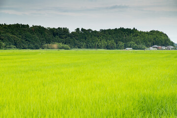 日本の初夏の田園風景　千葉県多古町