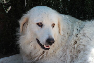 The Italian shepherd dogs,the common name is maremmano-abruzzese sheepdog they are guarding a sheep flock,this kind of dogs are have gentle facial expressions.Big white italian fluffy dog .