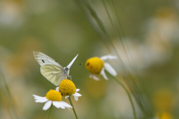 large cabbage white butterfly sits on a camomile flower
