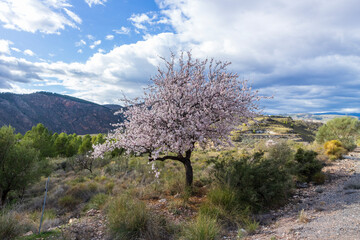 almond tree in bloom in spring