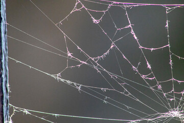 spider web