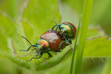 Two beetles mating.