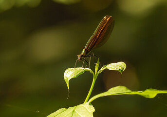 owad świtezianka © Robert Borek