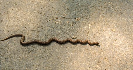 zwierzęta wąż gniewosz plamisty