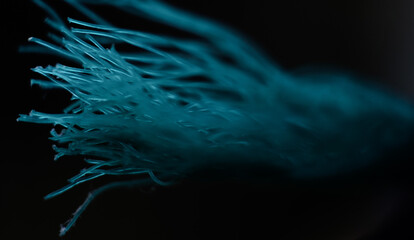 jellyfish in aquarium