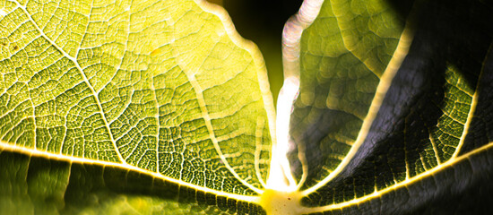 close up of a yellow leaf