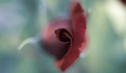 close up of red flower