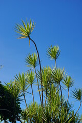 Needle-like vegetation in the city