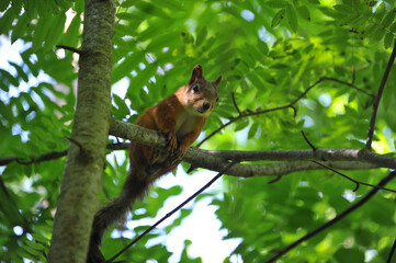Wild squirrel on a tree in the forest