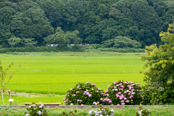 初夏の栗山川と田園風景　千葉県多古町　日本