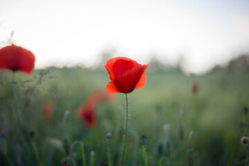 Obraz premium Mohnblumen auf dem Feld