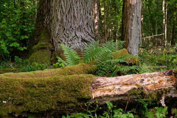 Bunch of ferns and oak