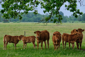 Group of cows under tree branch © Aleksander Bolbot
