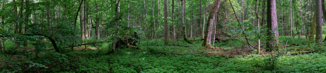 Springtime old deciduous forest panorama