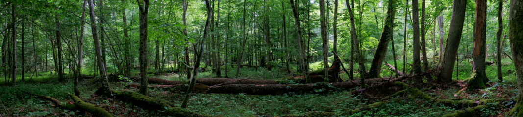 Springtime old deciduous forest panorama