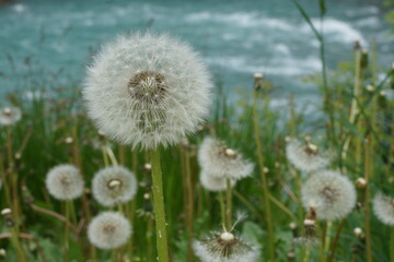 dandelion on the meadow