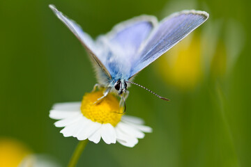 Fototapeta premium Mariposa ícaro ( Polyommatus icarus), de color azul posada sobre la flor con fondo verde.