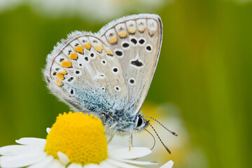 Mariposa ícaro ( Polyommatus icarus), posada sobre la flor con fondo verde.