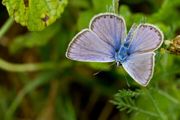  Mariposa ícaro (Polyommatus icarus), posada con las alas abiertas sobre la hoja.