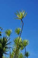 Needle-like vegetation in the city