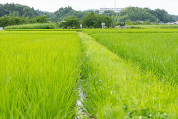 日本の初夏の田園風景　千葉県多古町