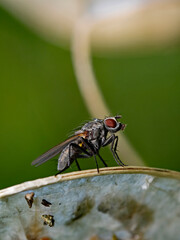 Fly on plant leaf, Stubenfliege (Musca domestica)