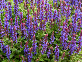 Closeup of the blue flowers of Salvia nemorosa, Sensation Sky Blue, flowering in a garden