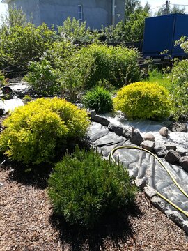 construction of garden paths made of covering material and flower beds with stones and pine bark mulch. Japanese Golden Princess spirea, Mugus Pine and other garden plants
