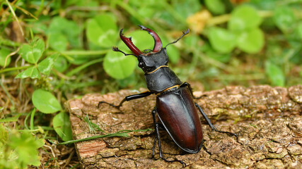 stag beetle on a tree