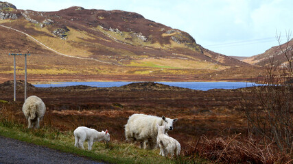 Fototapeta premium Schottland Reise