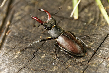 stag beetle on a tree trunk