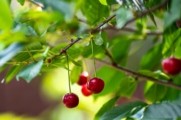 New harvest of red ripe sour kriek cherry