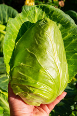 New harvest of green-white cabbage in garden