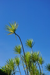 Needle-like vegetation in the city