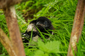 little magpie on grass behind rusty metal