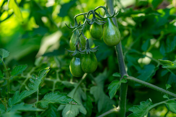 Grown at own garden organic young green tomatoes ripening on plant