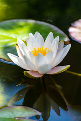 Big flower of white water lily in garden pond